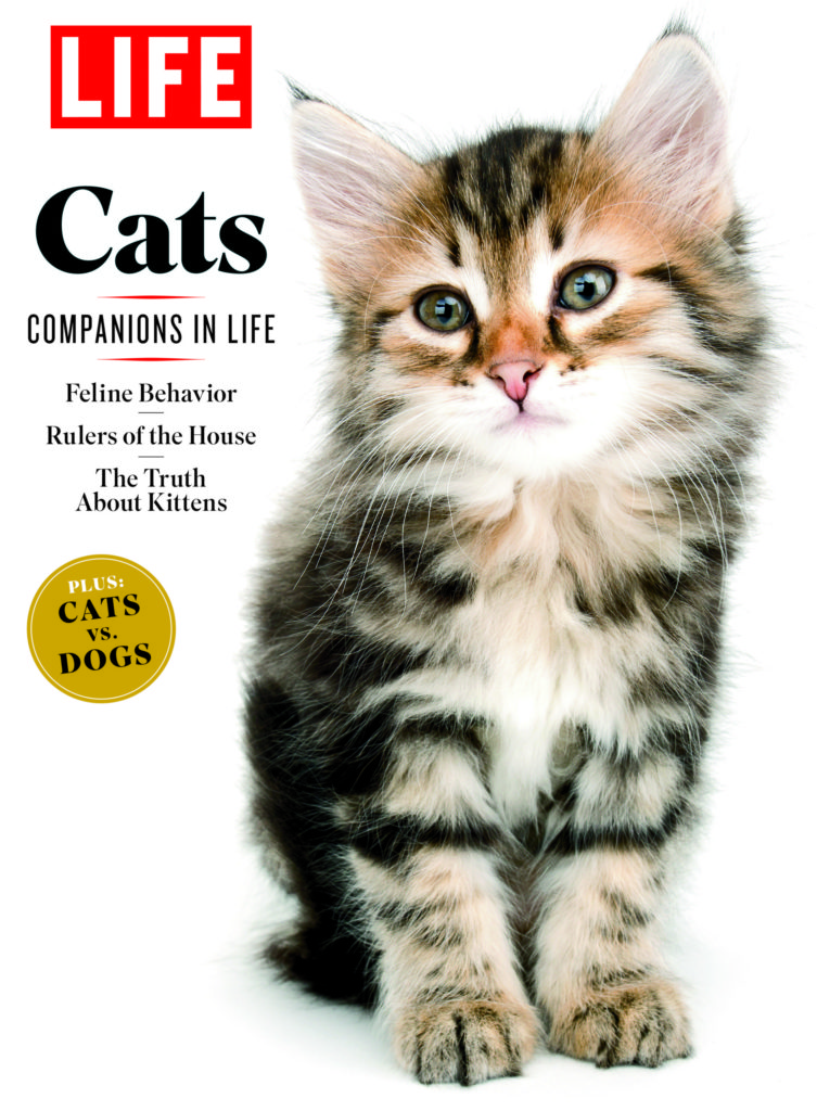 Cats: Companions in Life