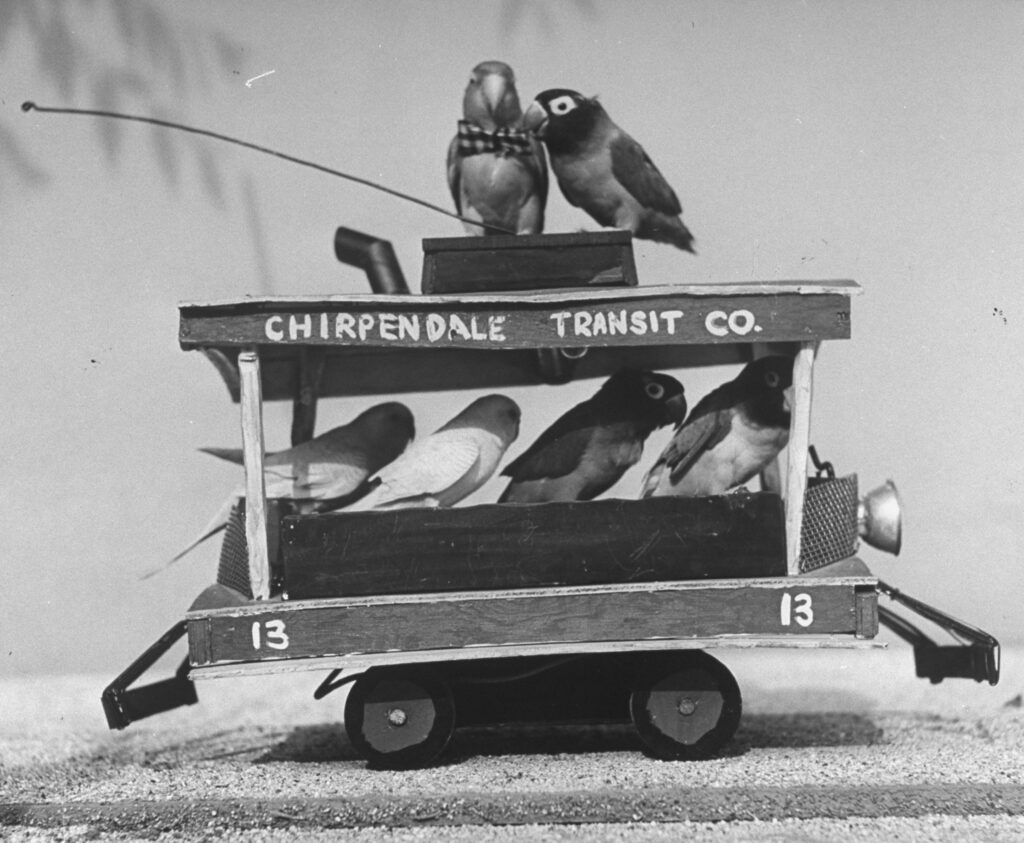 The Oscar-Winning Movie Where the Stars Were All Birds