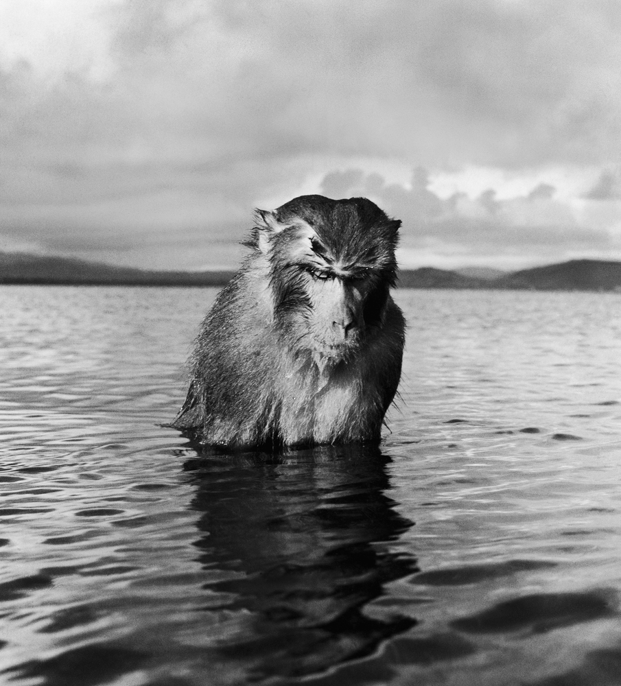 Behind the Picture: Hansel Mieth’s Wet, Unhappy Monkey